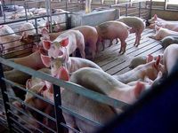 Потеряем свиноводство - попадём в зависимость