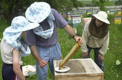 Пчёл научат работать