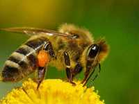 Флаг, здоровье и пчёлы