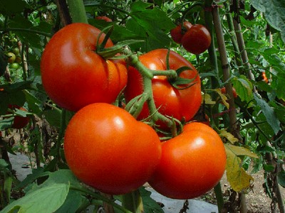 Забота огородника - здоровые томаты